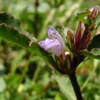 Hygrophila ringens (L.) R.Br. ex Spreng.